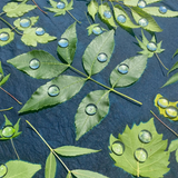 DIY cyanotype bandana kit