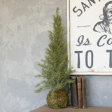 Pine Tree with Moss Ball Base