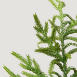 Real Touch Norfolk Pine Branch - 36"