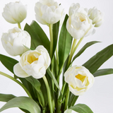 peony tulip in white (18")