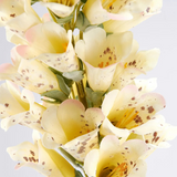 Yellow Foxglove Floral Pick