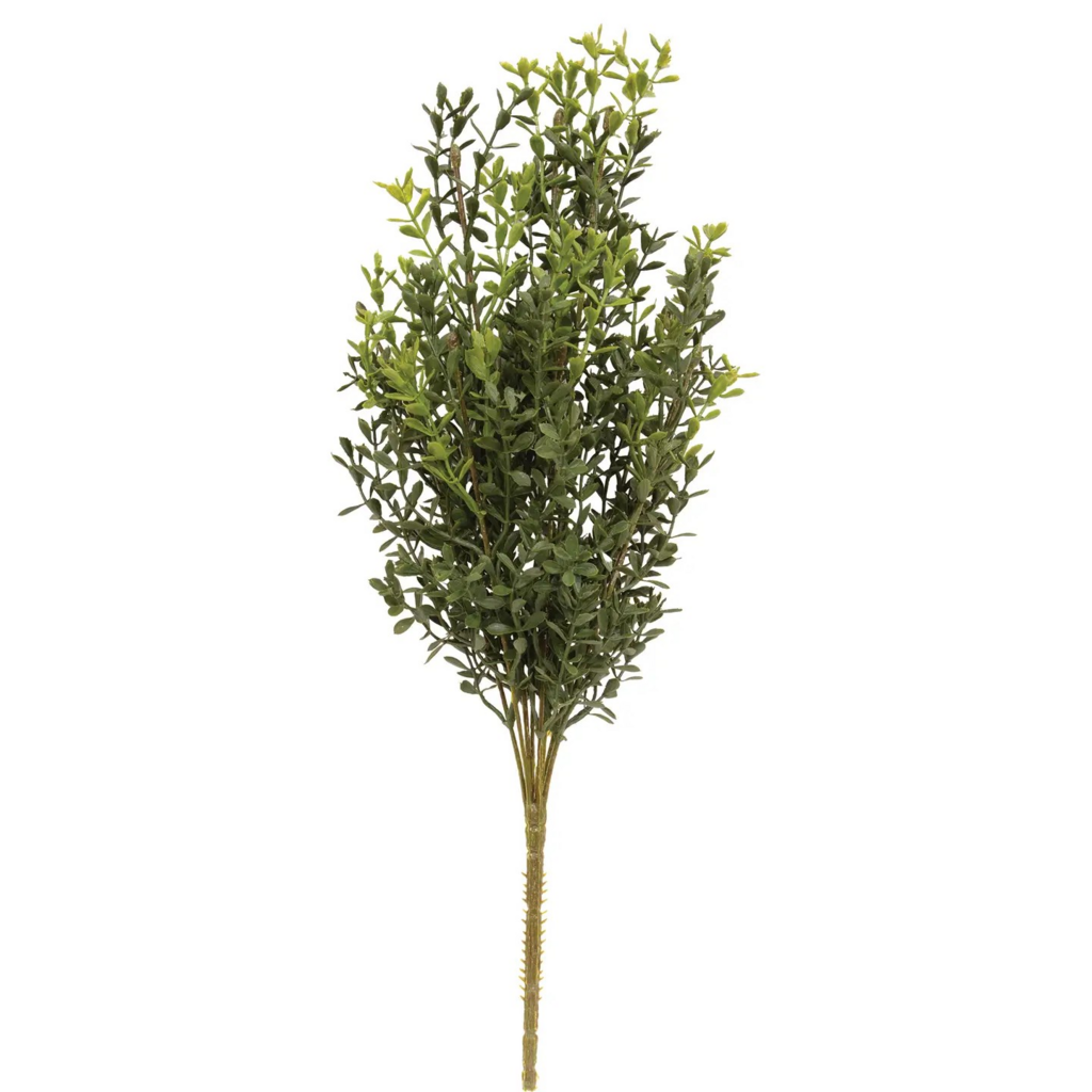 new england boxwood bush 19"