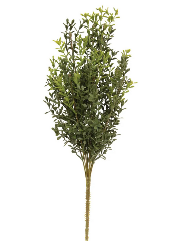 new england boxwood bush 19"