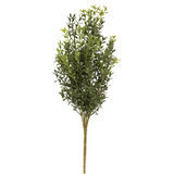 new england boxwood bush 19"