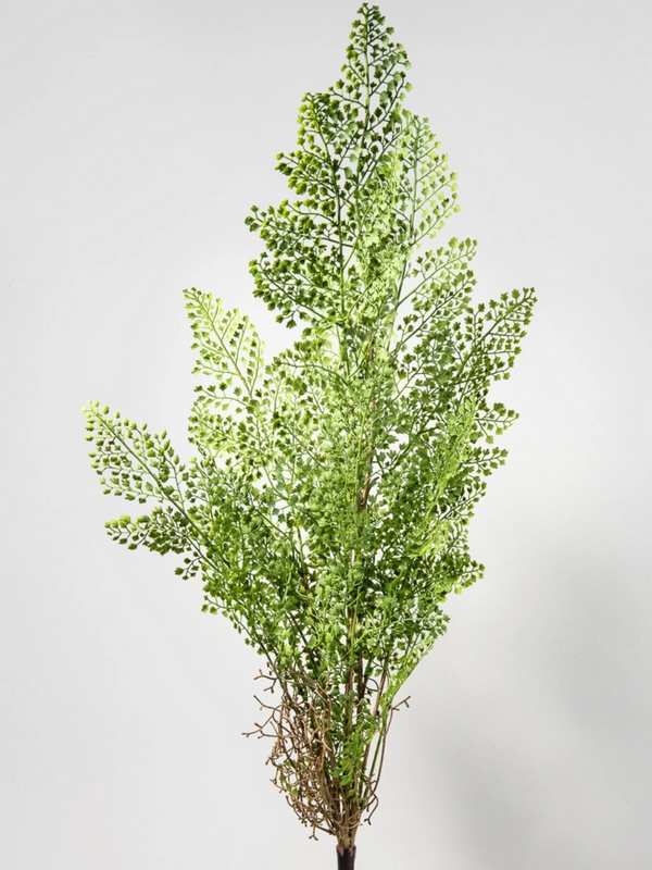 35in Rooted Fern Stem