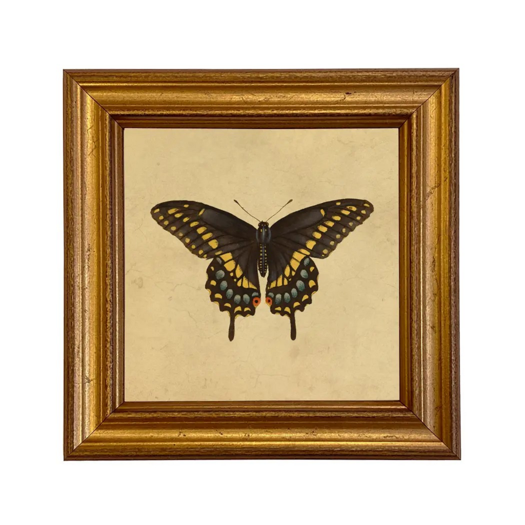 eastern black swallowtail butterfly framed art print