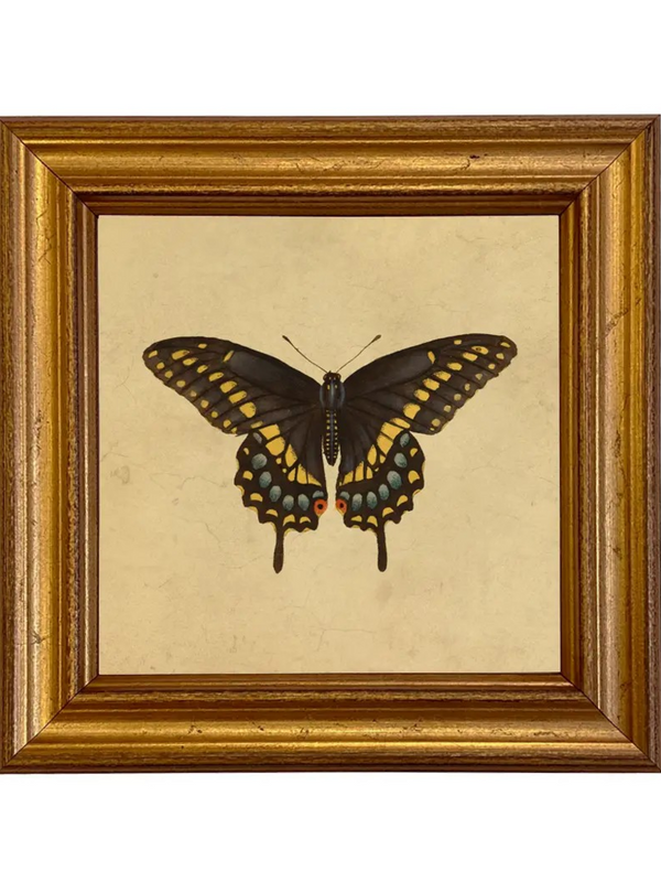 eastern black swallowtail butterfly framed art print
