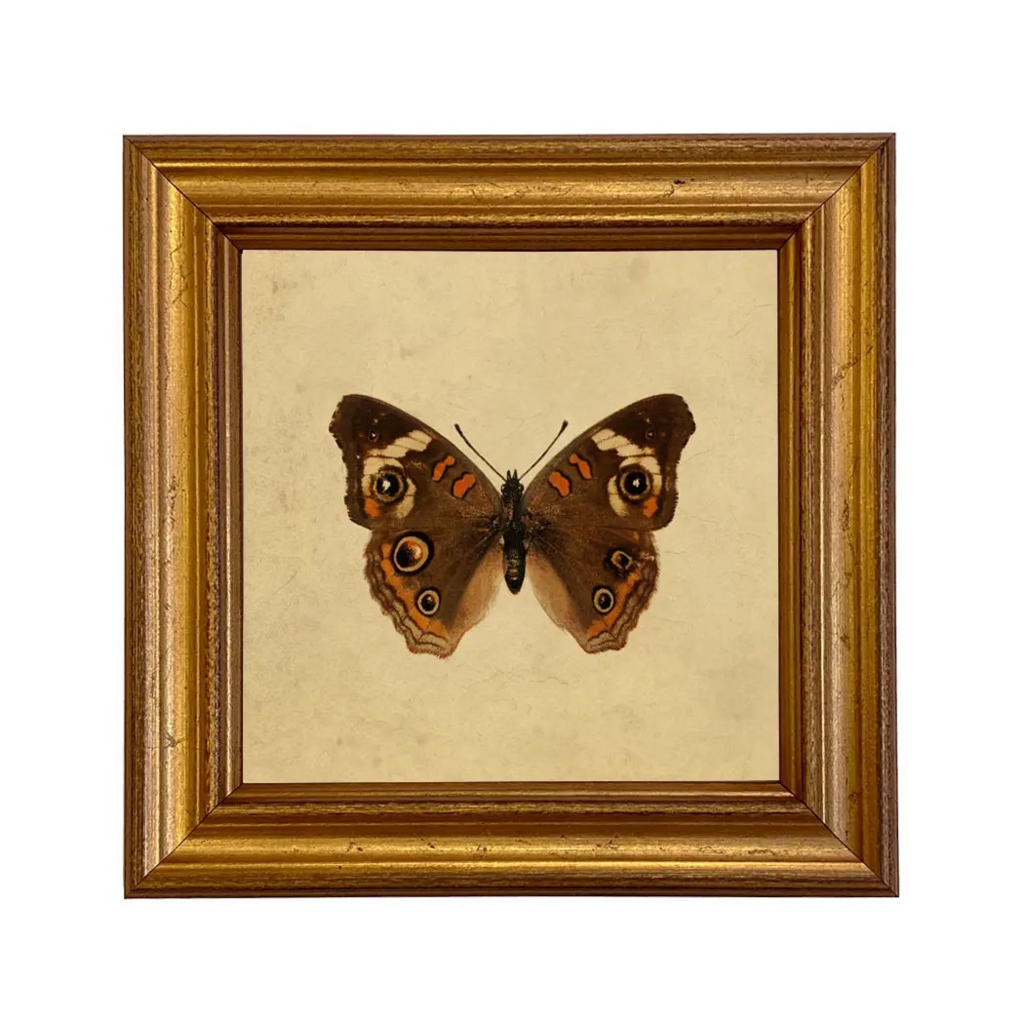 buckeye butterfly framed art print