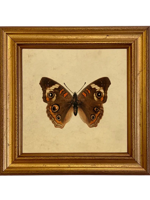buckeye butterfly framed art print