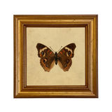 buckeye butterfly framed art print