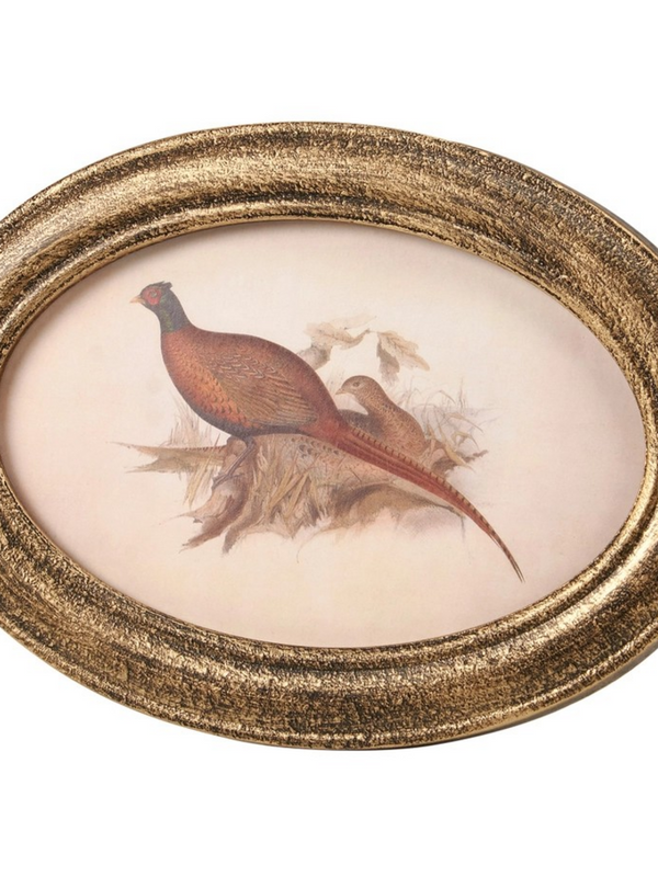 Pheasant Framed Art