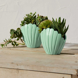 small seashell planter