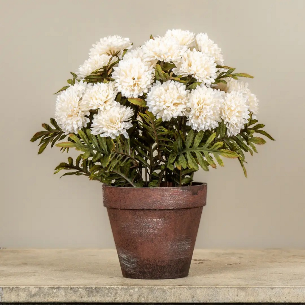 potted cream mums