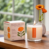 Catalan Calendula - Plant the Box Candle - 9oz.