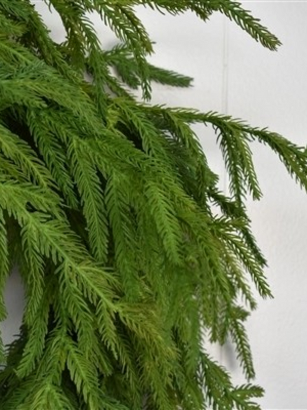 24" natural touch norfolk pine wreath