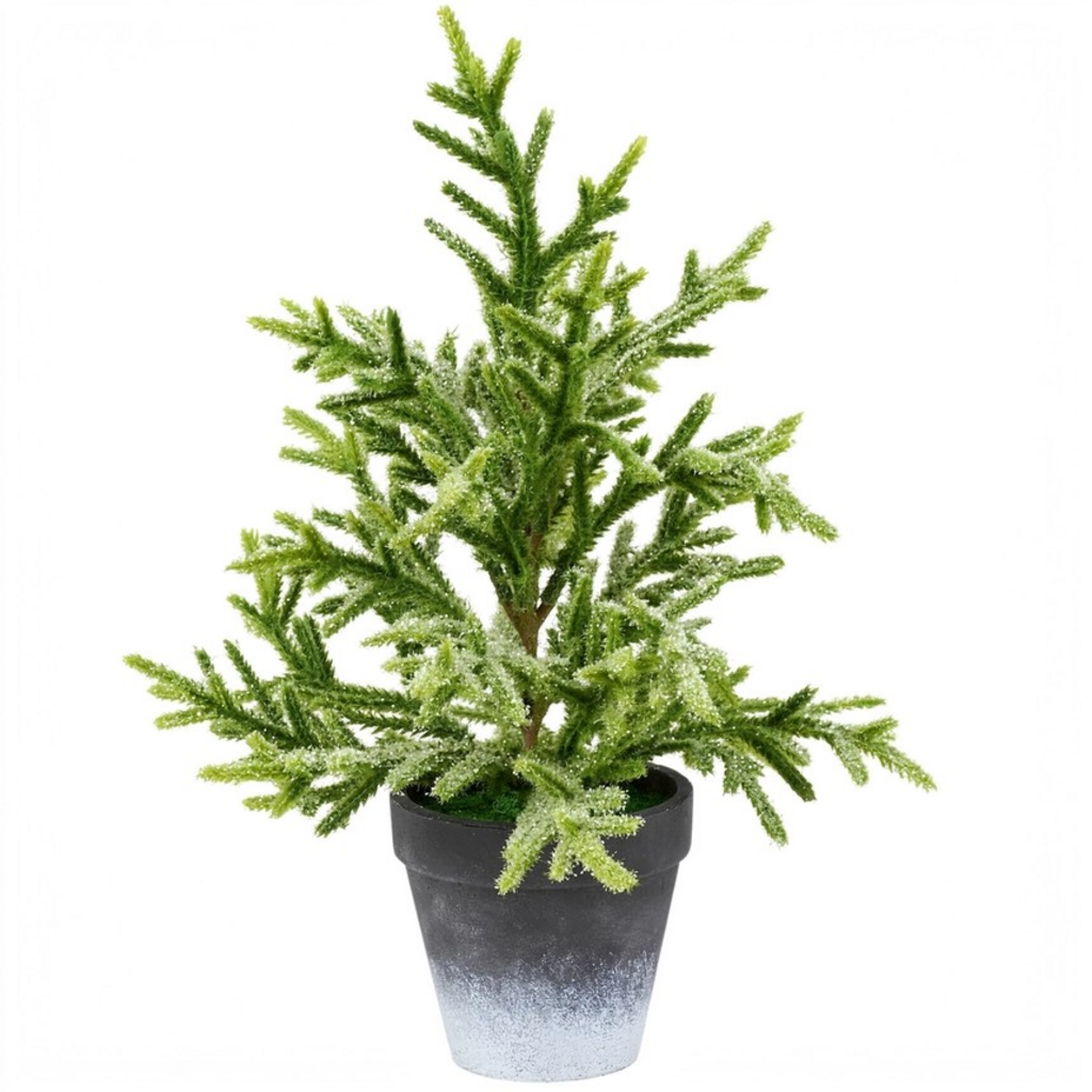 Small Snowy Norfolk Pine Tree