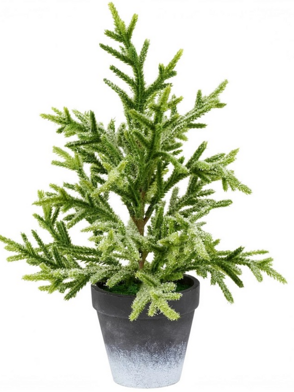 Small Snowy Norfolk Pine Tree