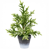 Small Snowy Norfolk Pine Tree