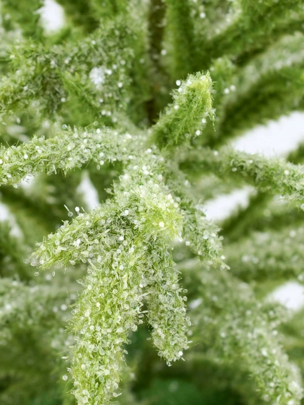 Small Snowy Norfolk Pine Tree