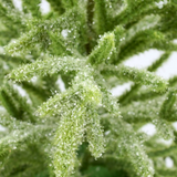 Small Snowy Norfolk Pine Tree