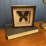 Butterfly specimen in shadow box frame