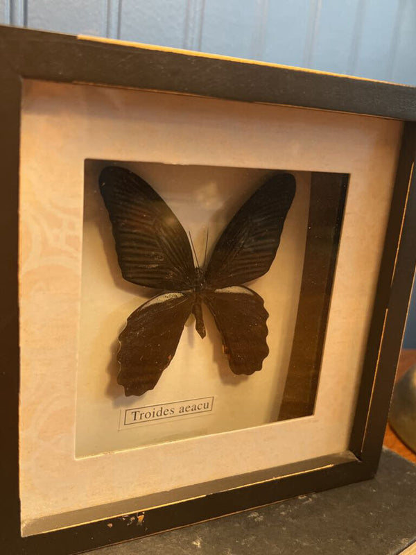 Butterfly specimen in shadow box frame