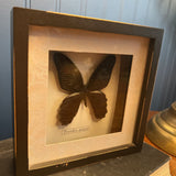 Butterfly specimen in shadow box frame