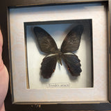Butterfly specimen in shadow box frame