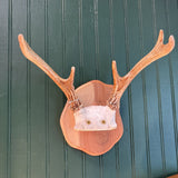 Small Deer Antler Mount