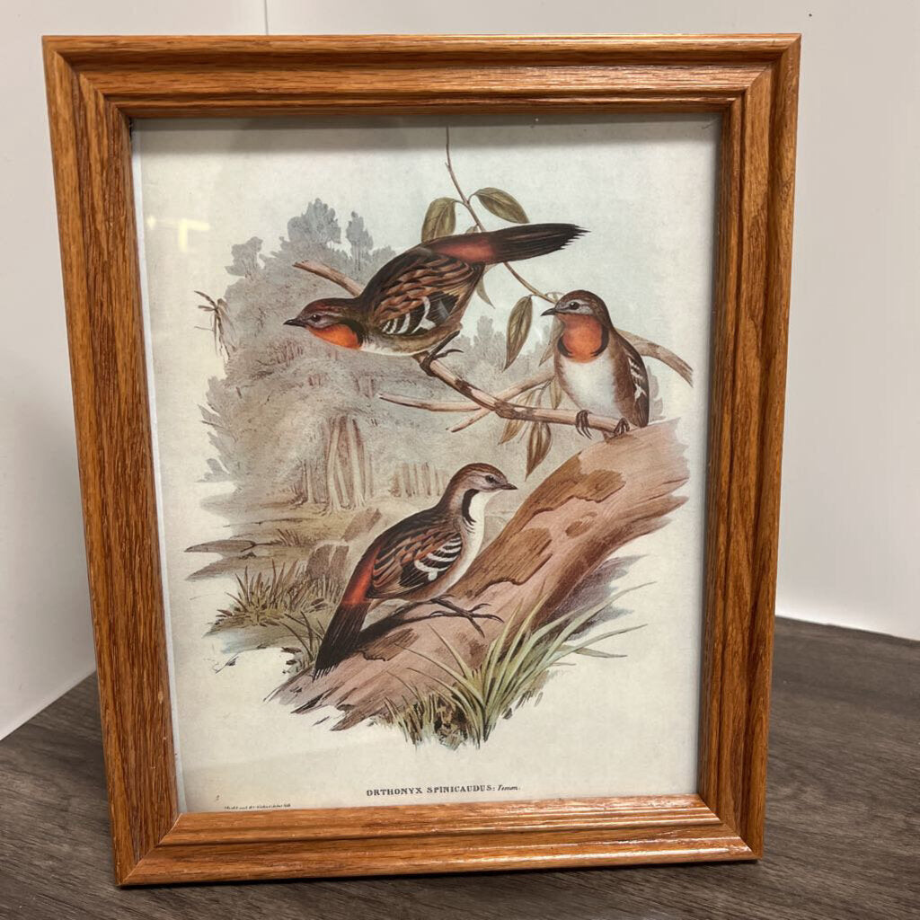 Wooden Framed Bird Print Brown