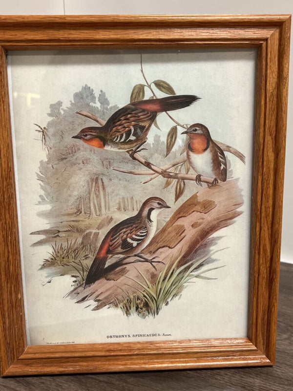 Wooden Framed Bird Print Brown