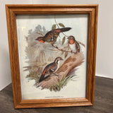 Wooden Framed Bird Print Brown