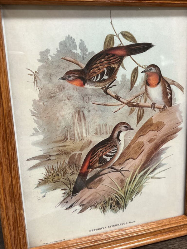 Wooden Framed Bird Print Brown
