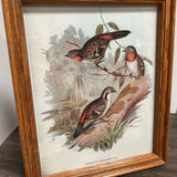 Wooden Framed Bird Print Brown