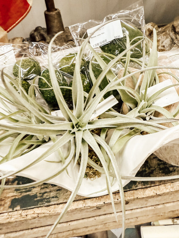 Air plant