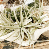 Air plant