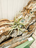 Air plant