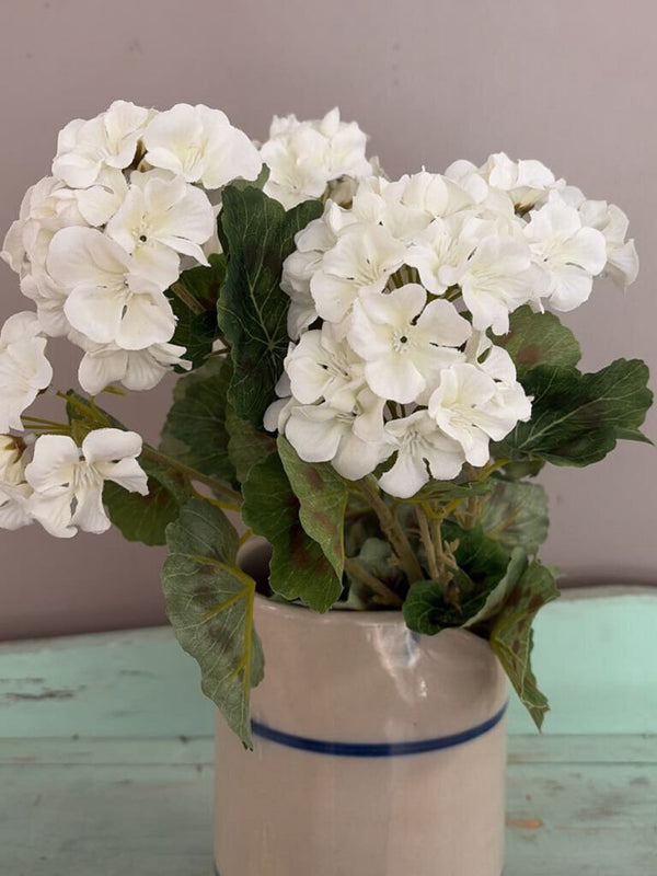 geranium bush