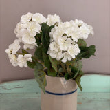 geranium bush