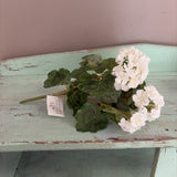 geranium bush