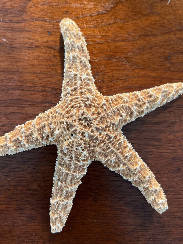 Ochre Sea Star Specimen