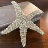 Ochre Sea Star Specimen