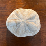 Puffy Sea Biscuit Specimen