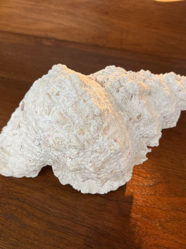 Large Frog Conch Shell