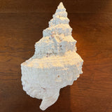 Large Frog Conch Shell