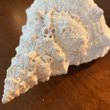 Large Frog Conch Shell