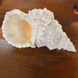 Large Frog Conch Shell