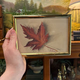 7" x 5" - Botanical Maple Leaf Print in Brass Frame