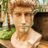 Large Terra Cotta painted David Bust