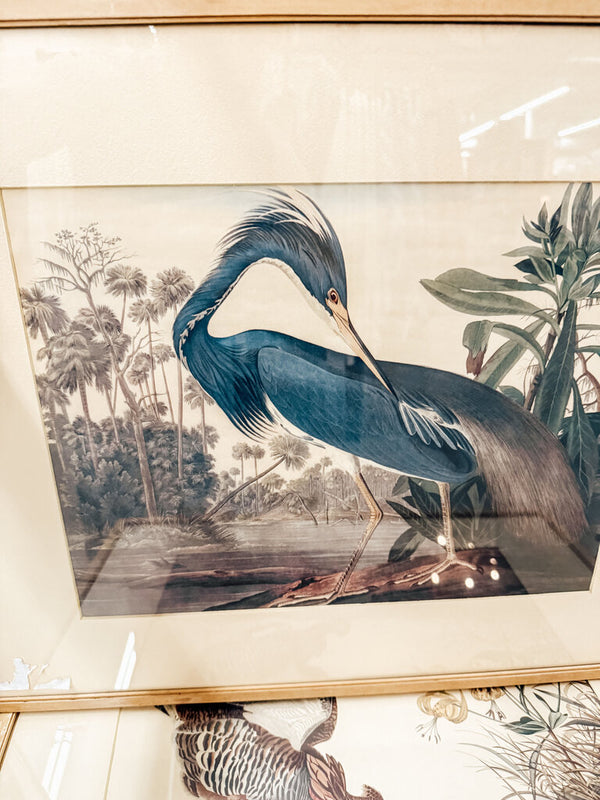 Framed Audubon Print-Blue Heron